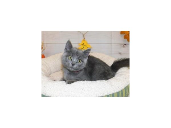 Persian/Sphynx-CAT-Male-Blue-20180-Petland Hoffman Estates, IL