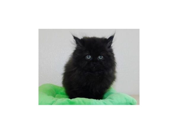 Persian-CAT-Male-Black-20193-Petland Hoffman Estates, IL