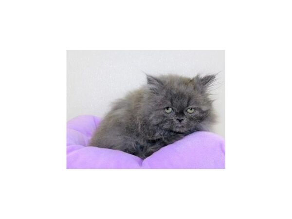 Persian-CAT-Female-Blue-20192-Petland Hoffman Estates, IL