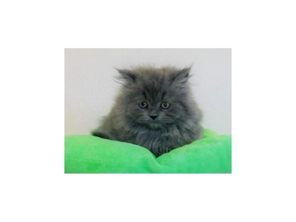 Persian-CAT-Male-Blue-12302-Petland Hoffman Estates, IL