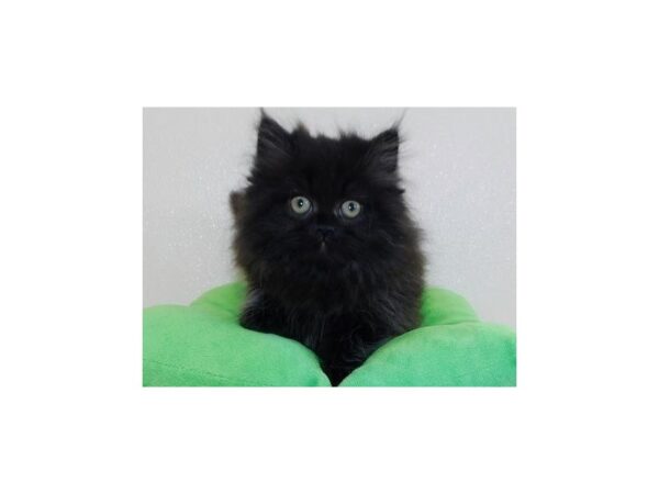 Persian-CAT-Male-Black-12301-Petland Hoffman Estates, IL