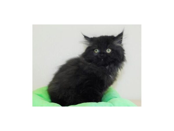 Persian-CAT-Male-Black-12300-Petland Hoffman Estates, IL