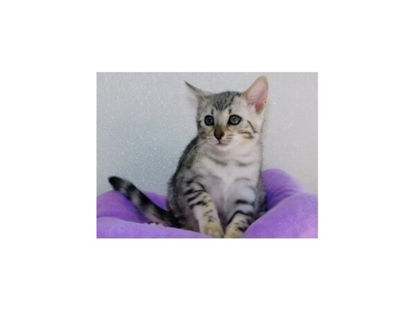 Bengal-CAT-Female-Black Silver-20550-Petland Hoffman Estates, IL