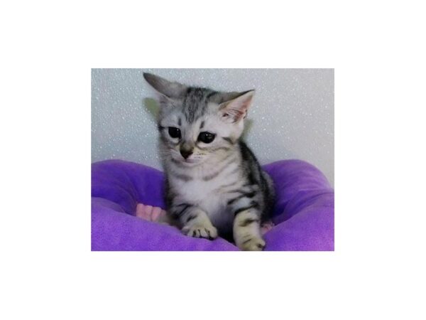 Bengal-CAT-Female-Black Silver-20543-Petland Hoffman Estates, IL