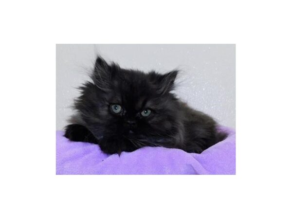 Persian-CAT-Female-Black-20614-Petland Hoffman Estates, IL