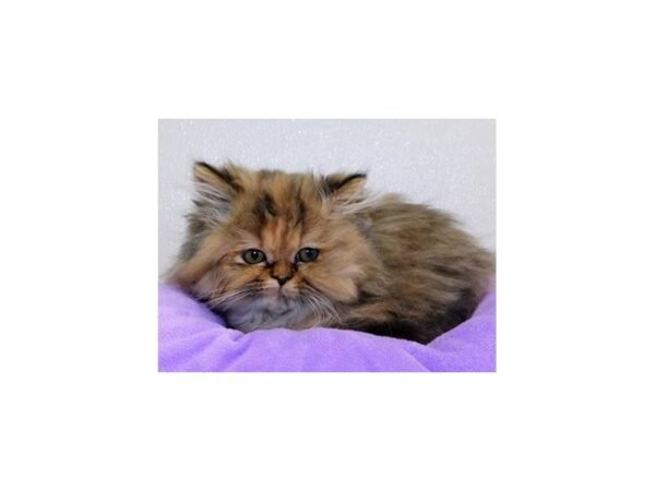 Persian-CAT-Female-Calico-20602-Petland Hoffman Estates, IL