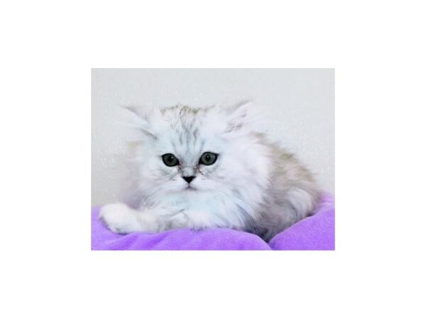 Persian-CAT-Female-Shaded Silver-20613-Petland Hoffman Estates, IL