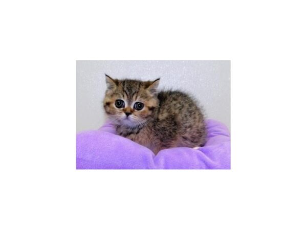 Exotic Shorthair-CAT-Female-Brown Mackeral Tabby-20651-Petland Hoffman Estates, IL