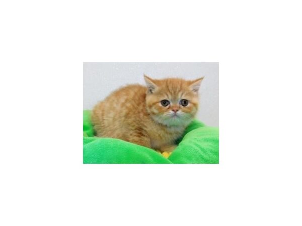 Exotic Shorthair-CAT-Male-Orange-20650-Petland Hoffman Estates, IL