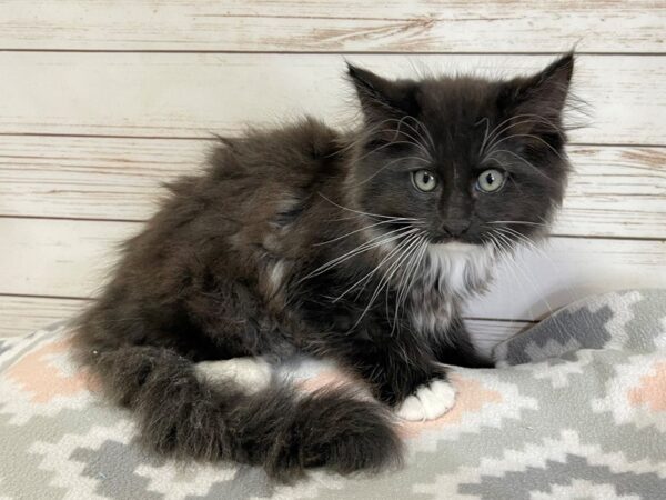 Maine Coon-CAT-Male-Black and White, Bi Colored-20679-Petland Hoffman Estates, IL