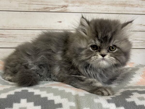 Persian-CAT-Male-Blue / Cream-20675-Petland Hoffman Estates, IL