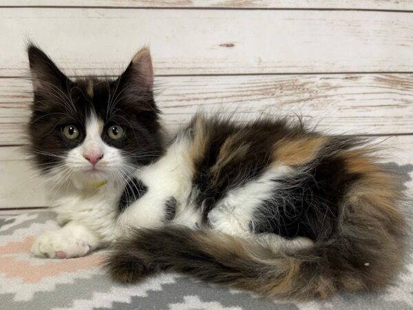 Maine Coon-CAT-Female-Brown Patch Mackerel Tabby White-20674-Petland Hoffman Estates, IL