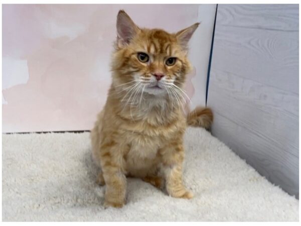 Adopt A Pet-CAT-Male-Red Mackeral Tabby-20427-Petland Hoffman Estates, IL