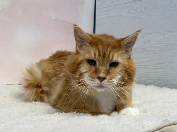 Adopt A Pet-CAT-Male-Brown Tabby-20426-Petland Hoffman Estates, IL