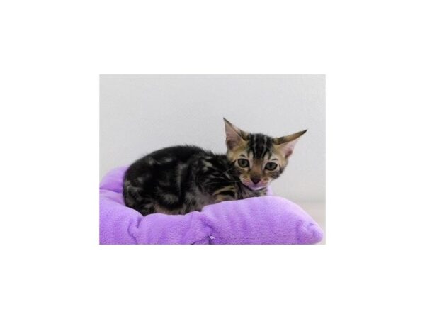 Bengal-CAT-Female-Brown / Black-12638-Petland Hoffman Estates, IL