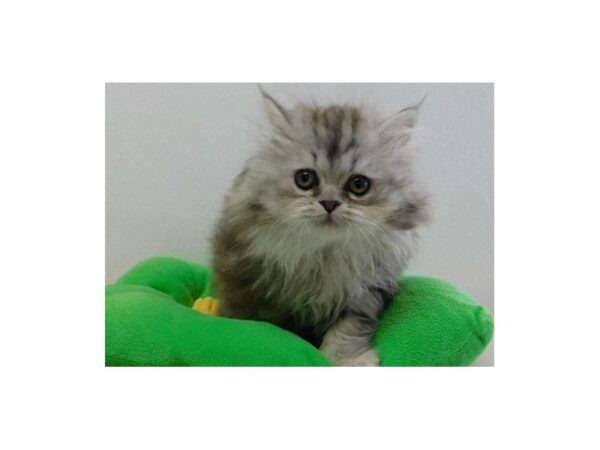 Persian-CAT-Male-Shaded Silver-12637-Petland Hoffman Estates, IL