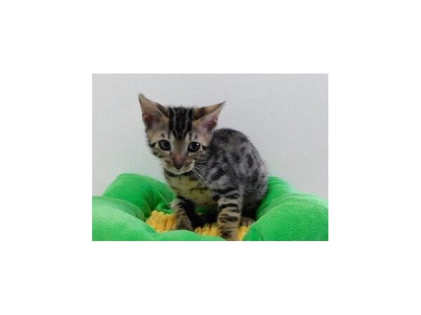 Bengal-CAT-Male-Brown / Black-20791-Petland Hoffman Estates, IL