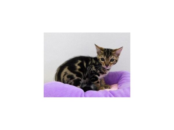Bengal-CAT-Female-Brown / Black-20790-Petland Hoffman Estates, IL