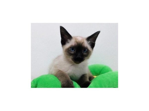 Siamese-CAT-Male-Chocolate Point-20818-Petland Hoffman Estates, IL