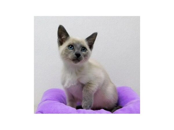 Siamese-CAT-Female-Blue Point-20817-Petland Hoffman Estates, IL