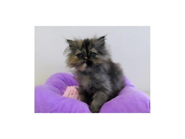 Persian-CAT-Female-Shaded Tortishell-20959-Petland Hoffman Estates, IL