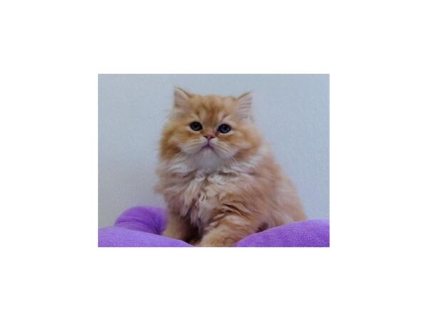 Persian-CAT-Female-Orange Tabby-20958-Petland Hoffman Estates, IL