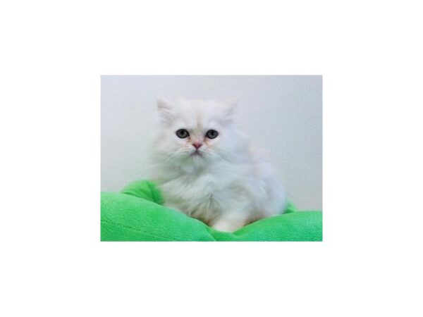 Persian-CAT-Male-Shell Cameo-20957-Petland Hoffman Estates, IL