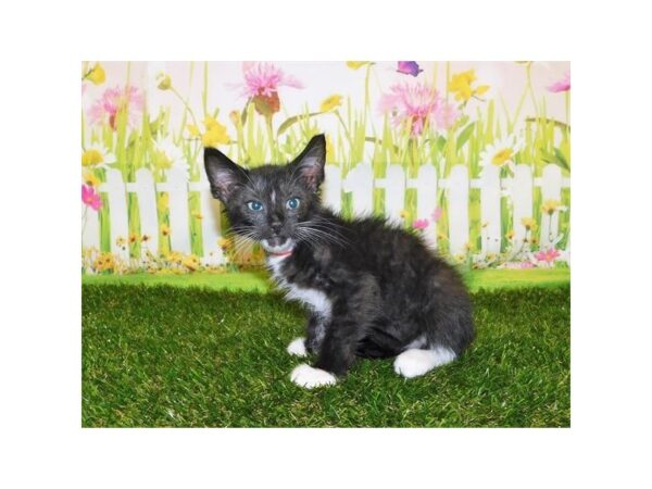 Domestic Cat-CAT-Male-Black-12822-Petland Hoffman Estates, IL