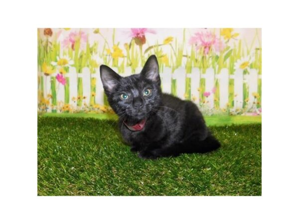 Domestic Cat-CAT-Female-Black-12820-Petland Hoffman Estates, IL