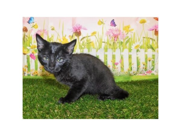 Domestic Cat-CAT-Male-Black-12821-Petland Hoffman Estates, IL