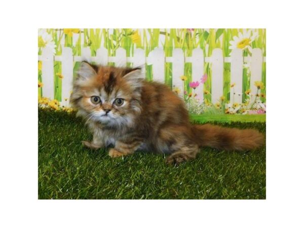 Persian-CAT-Female-Golden Mackeral-20764-Petland Hoffman Estates, IL