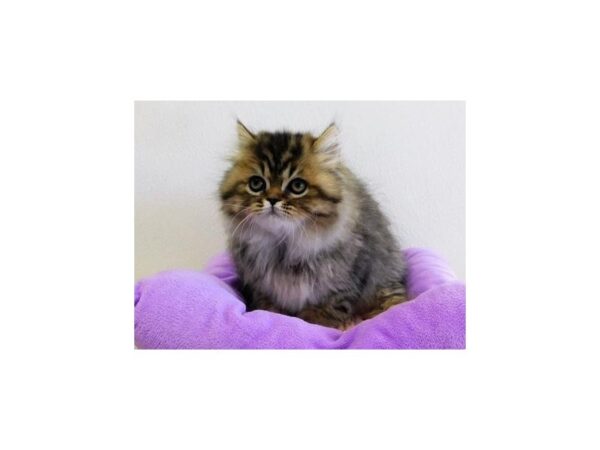 Persian-CAT-Female-Shaded Golden-21047-Petland Hoffman Estates, IL