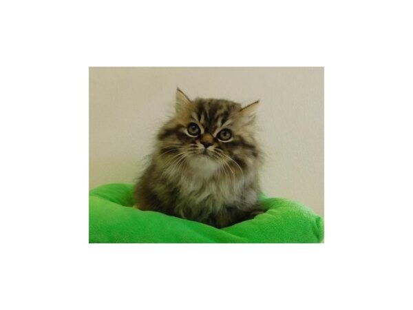 Persian-CAT-Male-Shaded Golden-21048-Petland Hoffman Estates, IL