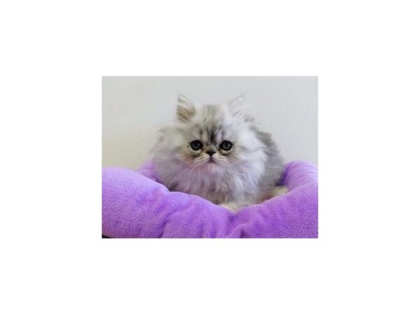 Persian-CAT-Female-Shaded Silver-21049-Petland Hoffman Estates, IL
