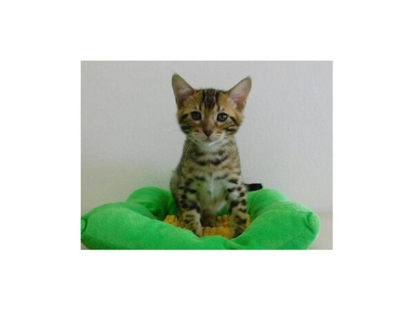 Bengal-CAT-Male-Brown / Black-21104-Petland Hoffman Estates, IL