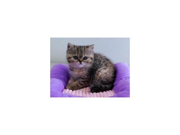 Exotic Shorthair-CAT-Female-Brown Mackeral Tabby-21105-Petland Hoffman Estates, IL