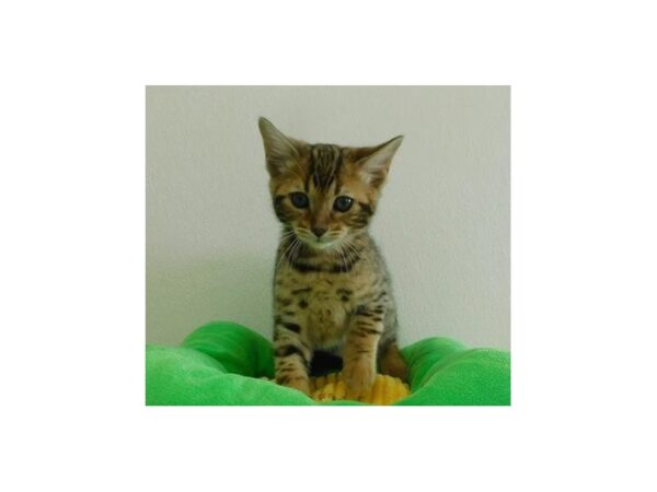 Bengal-CAT-Male-Brown / Black spotted tabby-21106-Petland Hoffman Estates, IL
