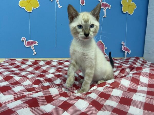Bengal-CAT-Male-White / Black-20873-Petland Hoffman Estates, IL