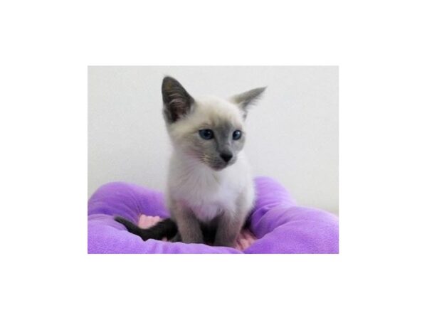 Siamese-CAT-Female-Blue Point-21147-Petland Hoffman Estates, IL