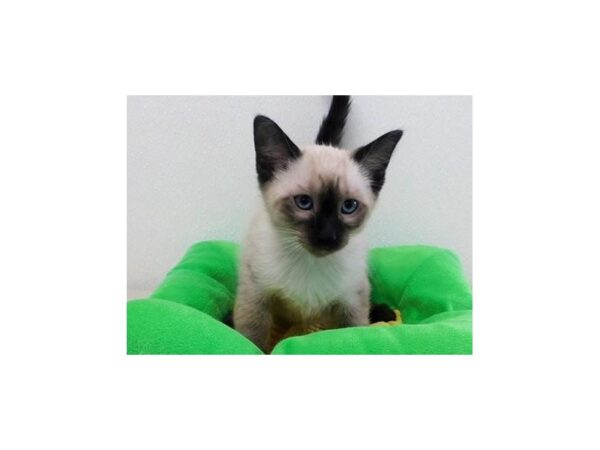 Siamese-CAT-Male-Chocolate Point-21148-Petland Hoffman Estates, IL