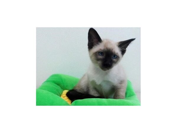 Siamese-CAT-Male-Chocolate Point-21149-Petland Hoffman Estates, IL