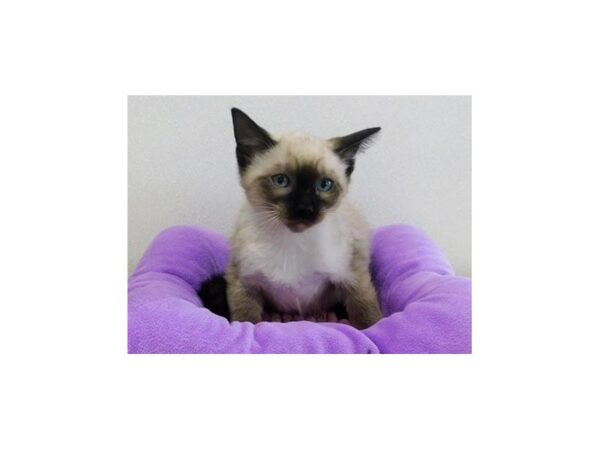 Siamese-CAT-Female-Chocolate Point-12958-Petland Hoffman Estates, IL