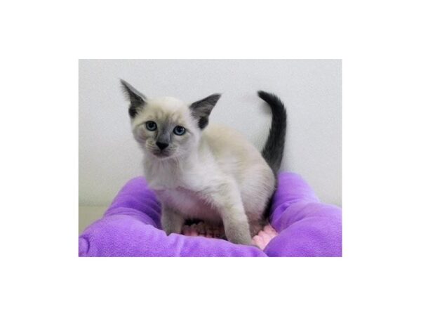 Siamese-CAT-Female-Blue Point-12957-Petland Hoffman Estates, IL