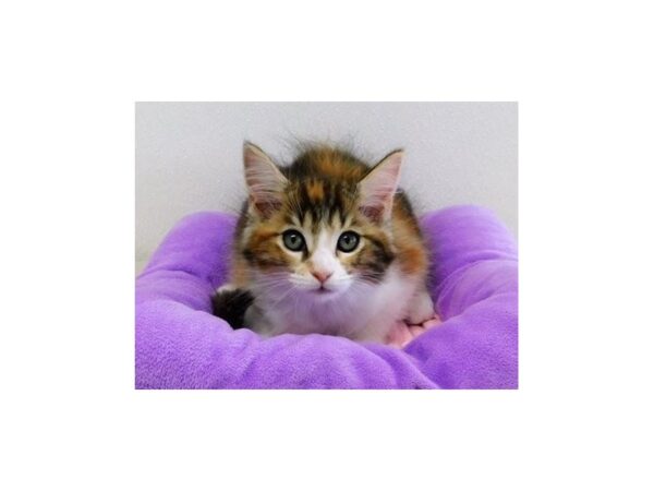 Maine Coon-CAT-Female-Brown Patched Tabby-12956-Petland Hoffman Estates, IL