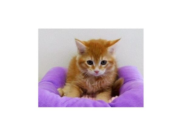 Maine Coon-CAT-Female-Red Classic Tabby-12962-Petland Hoffman Estates, IL