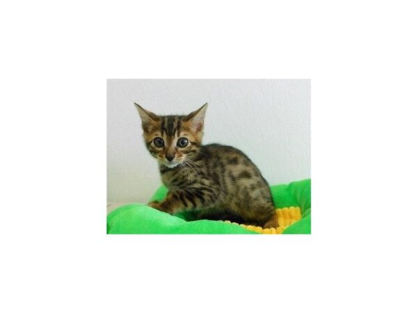 Bengal-CAT-Male-Brown / Black-20913-Petland Hoffman Estates, IL