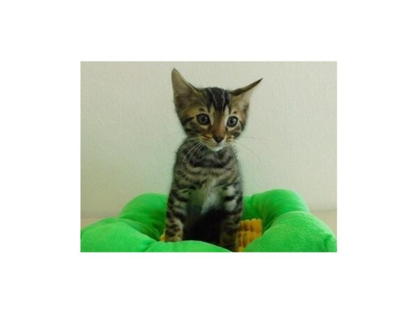 Bengal-CAT-Male-Brown / Black-20914-Petland Hoffman Estates, IL