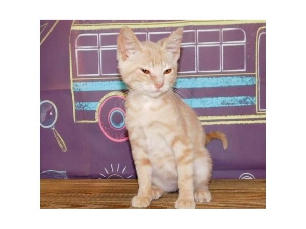 Domestic Kitten-CAT-Female-Cream-21199-Petland Hoffman Estates, IL