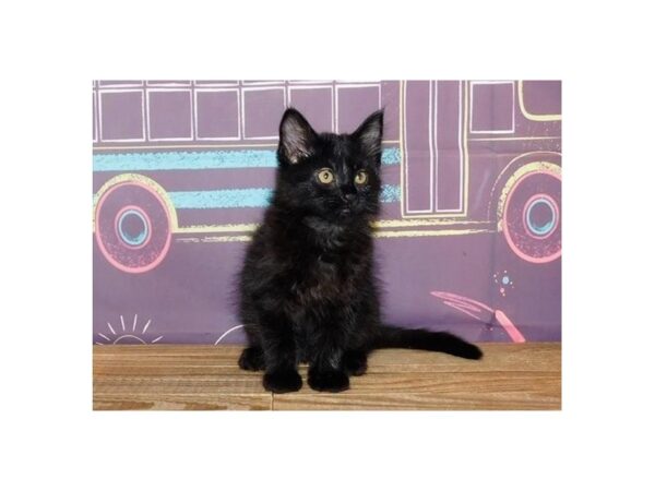 Domestic Kitten-CAT-Female-Black-21198-Petland Hoffman Estates, IL