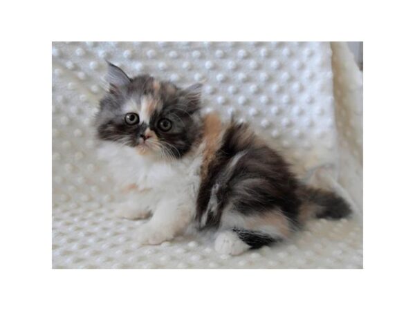 Exotic Short Hair-CAT-Female-Dilute Calico-21231-Petland Hoffman Estates, IL